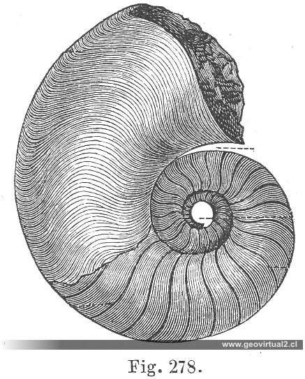 Nautilus cyclostomos: CREDNER, 1891