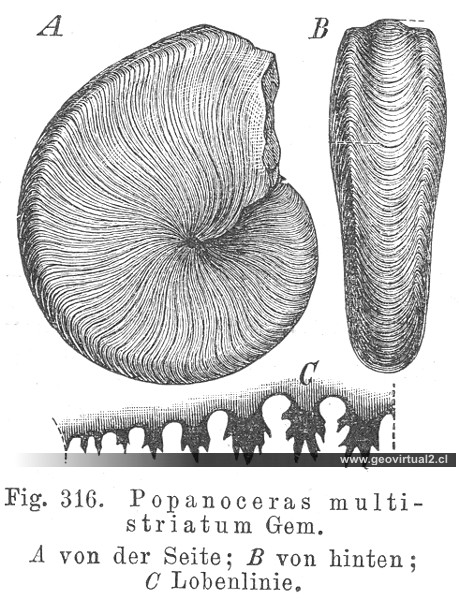 Goniatites: Popanoceras multistriatum - CREDNER
