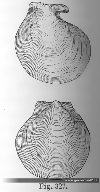 Pecten - Pleuronectites laevigatus: Credner, 1891