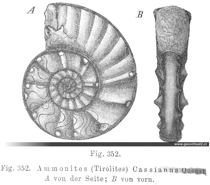 Tirolites Cassianus - Ceratites