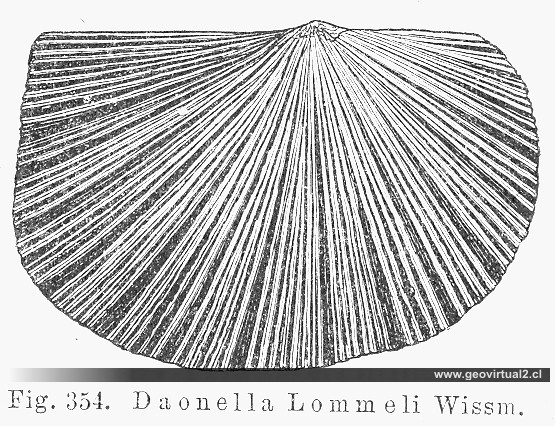 Daonella Lommeli de CREDNER, 1891