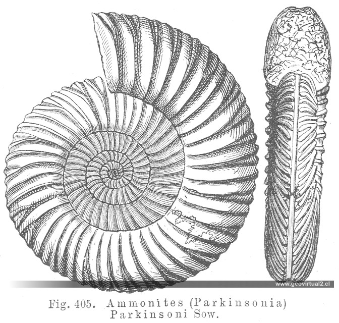 Ammonite Parkinsonia Parkinsoni. CREDNER, 1891