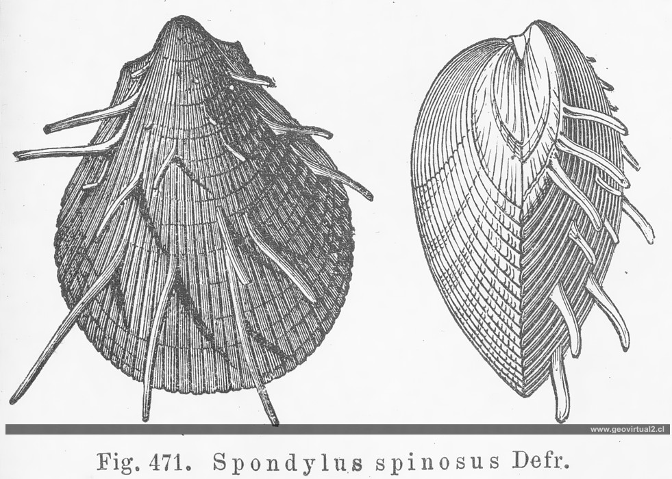 Spondylus