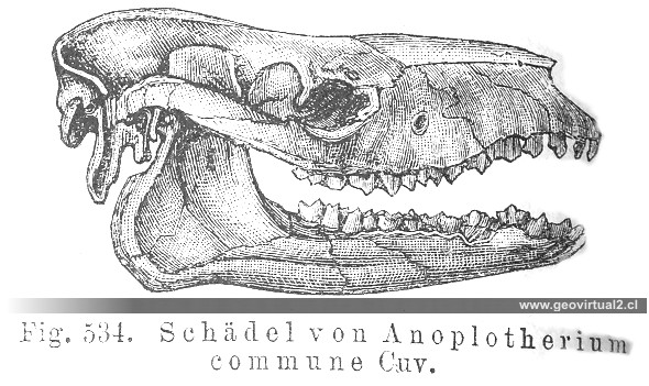 Anoplotherium commune: CREDNER, 1891
