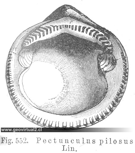 Pectunculus pilosus