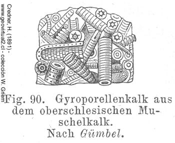 Gyroporellenkalk - Credner, 1891