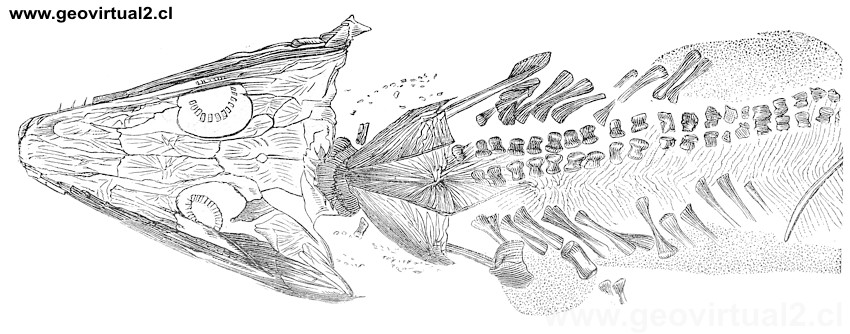 Archegosaurus Decheni Goldf.