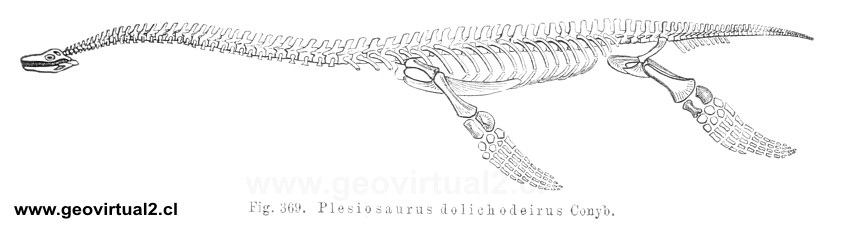 Plesiosaurus dolichodeirus Conyb.