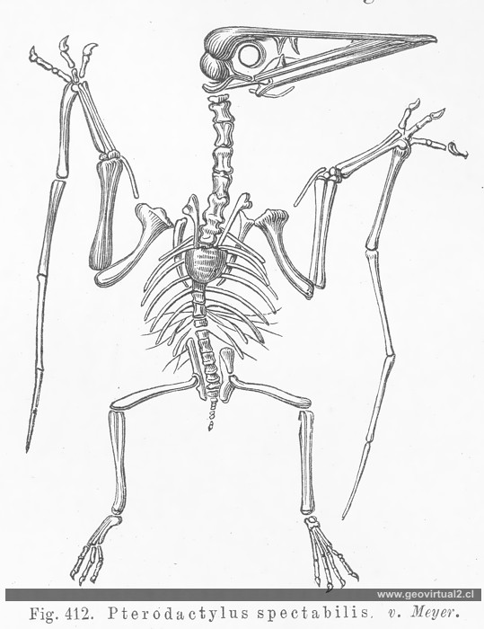 Pterodactylus spectabilis v. Meyer (Credner, 1891)
