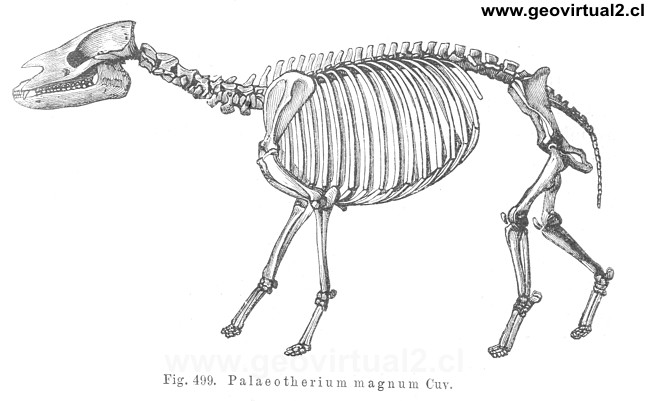 Palaeotherium magnum Cuv. de Credner (1891)