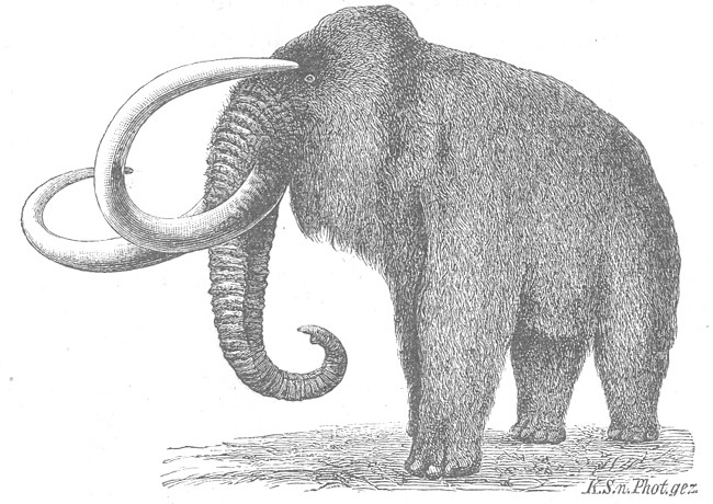 Elephas primigenius Blum. (Credner, 1891)