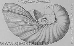 Gryphaea Darwinii de Charles Darwin 1876