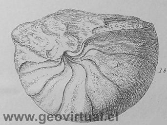 Nautilos de Darwin - Nautilus