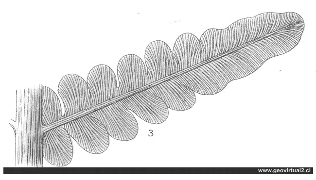 Eberhard Fraas: Odontopteris