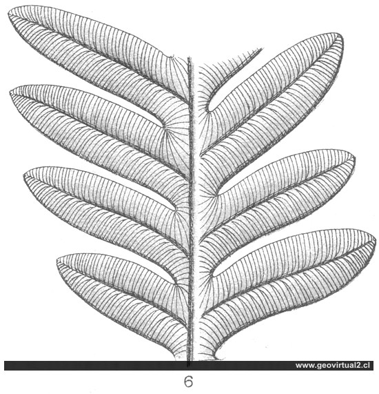 Alethopteris de Fraas 1910