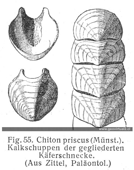 Poliplacophora
