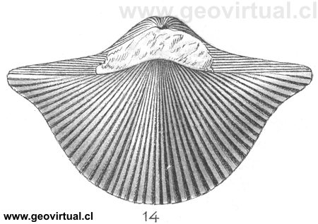 Spirifer Verneuili (Cyrtospirifer verneuili), de Fraas 1910
