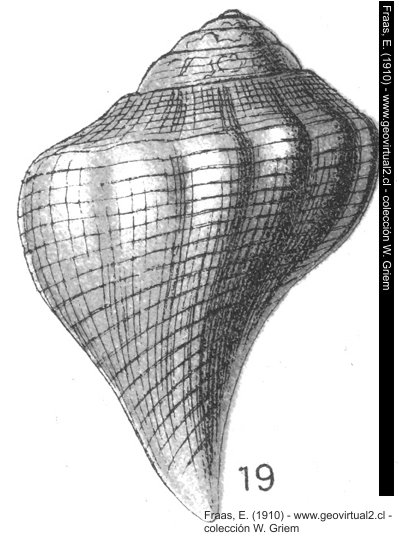 Fusus coronatus de E. Fraas