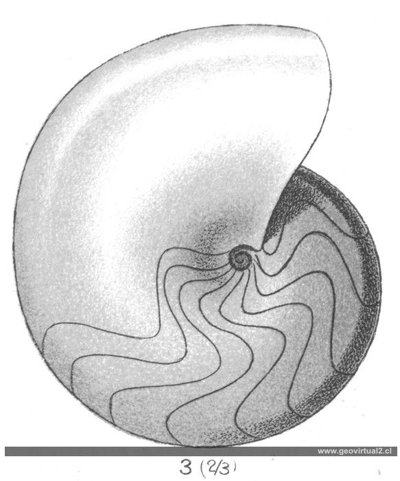 Nautilus aganiticus de Fraas, 1910