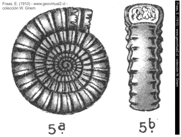 Echioceras raricostatum - Ammonites raricostatus de Fraas