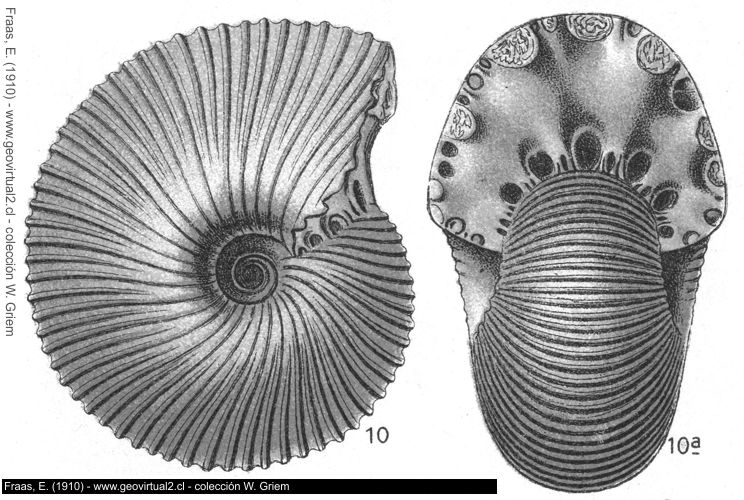 Pleurocephalites tumidus - Ammonites tumidus de Fraas, 1910