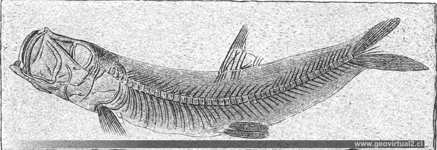 Leptolepis sprattiformis Bleinv. de Fraas (1910)