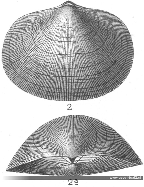 Braquiópodos: Orthis striatula: E. FRAAS, 1910