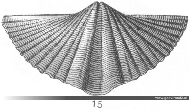 Pterospirifer, Spirifer