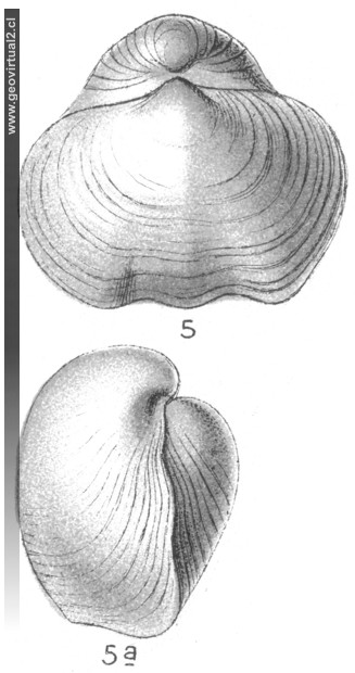 Gypidula biplicata, braquiopodo