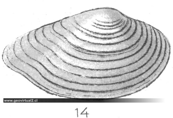 Ctenodonta maueri (Fraas, 1910)