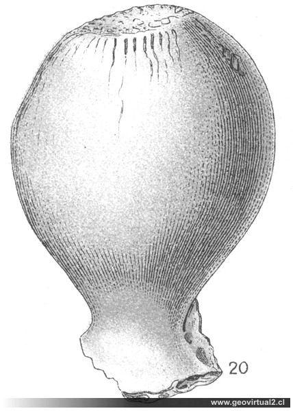 Siphonia ficus de Eberhard Fraas, 1910