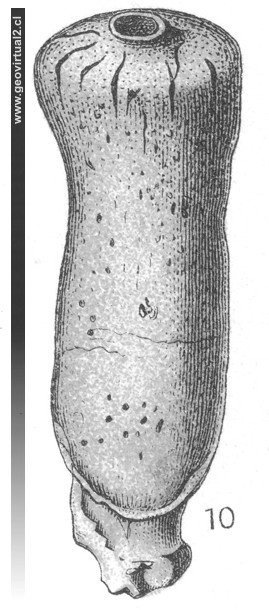 Perodinella cylindrica de Eberhard Fraas