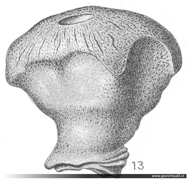 Corynella astrophora