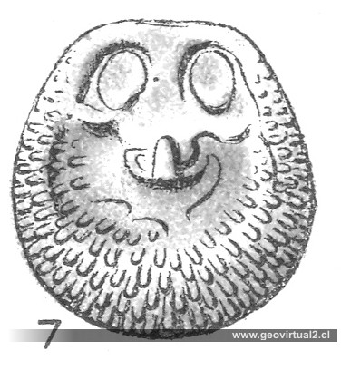 Braquiópodos: Crania nummulus; FRAAS (1910)