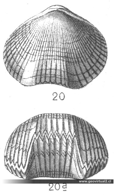 Fraas, 1910: Rhynchonella; Cretirhynchia plicatilis