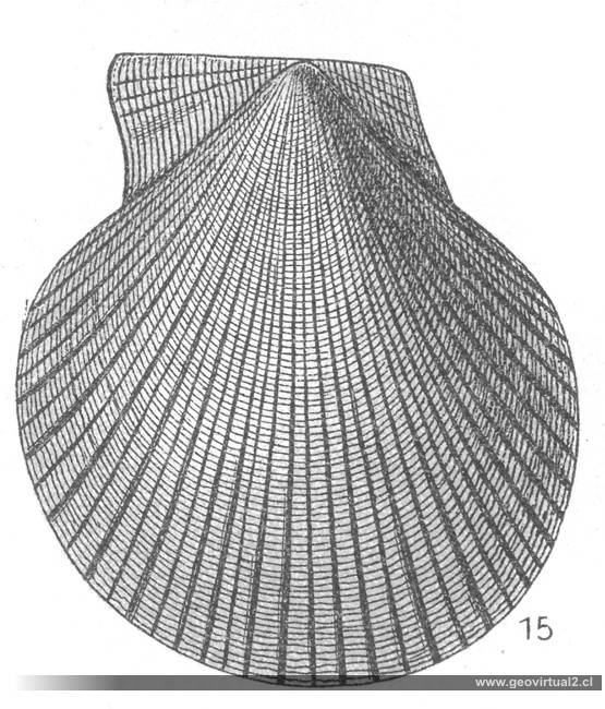 FRAAS, 1910: Chlamys textorius (Pecten textorius)