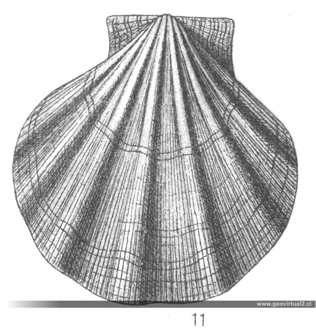 Pecten: Chlamys septemplicatus, Fraas 1910