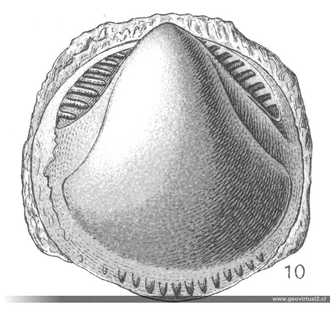 Lamelibranquios: Glycymeris dux de Fraas, 1910