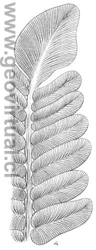 Linopteris o Neuropteris de Fraas (1910)