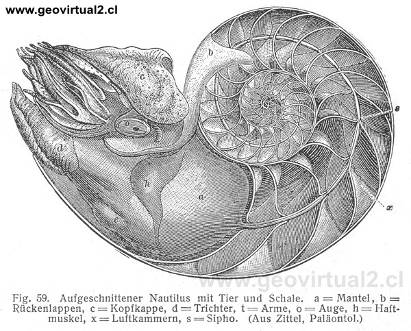 Nautilo, Nautilus (Fraas, 1910)