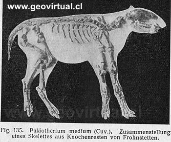 Paleotherium medium