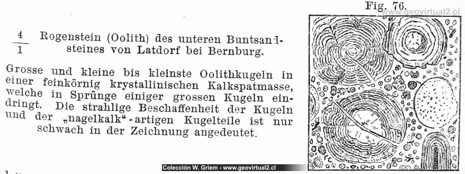 Fritsch (1888): Rogenstein, Oolithe