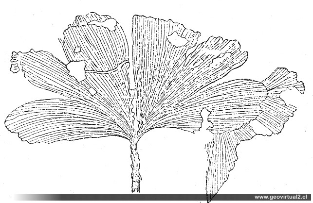 Gingko, Hippolyt Haas, 1902