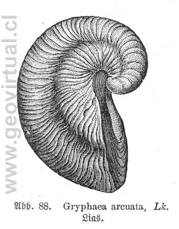 Gryphaea arcuata (según Haas, 1902)