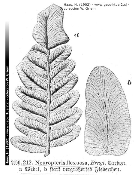 Neuropteris - hoy Linopteris - Haas (1902)