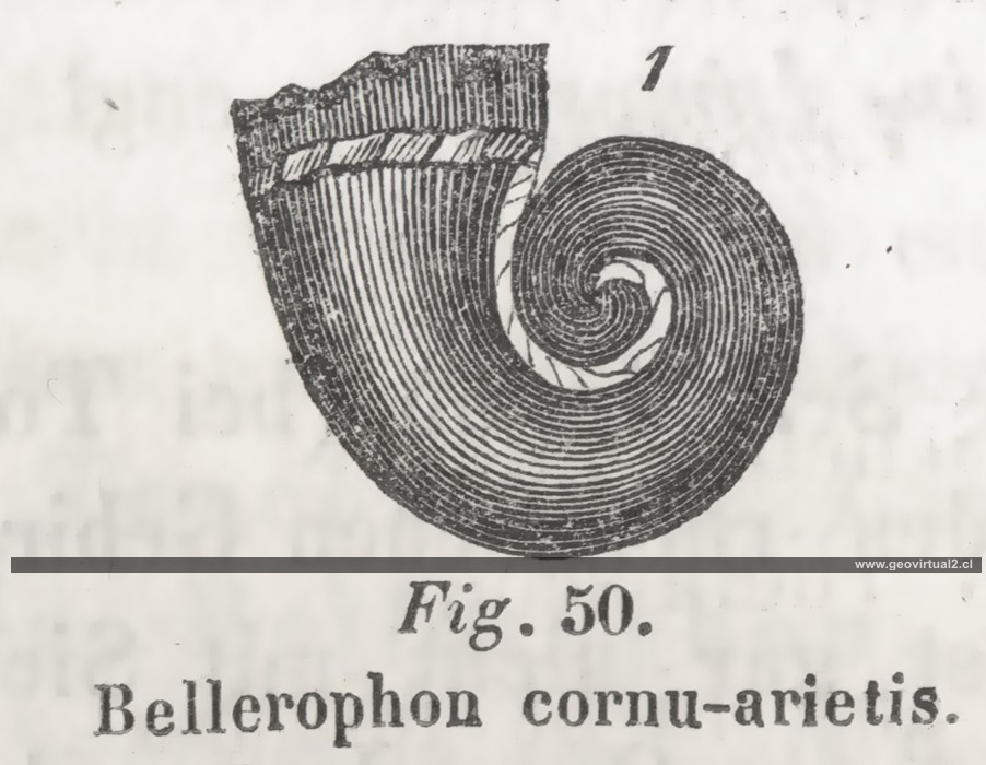 Hartmann Bellerophon