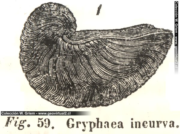 Gryphaea incurva según Hartmann, 1843