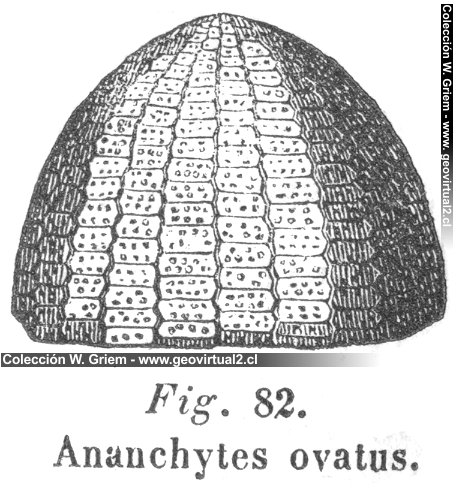 Ananchytes