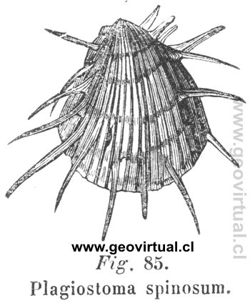 Plagiostoma spinosum de Hartmann 1843