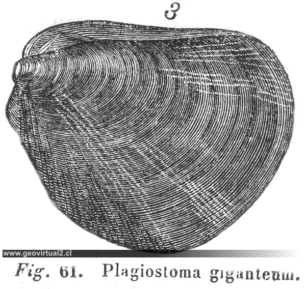 Plagiostoma giganteum